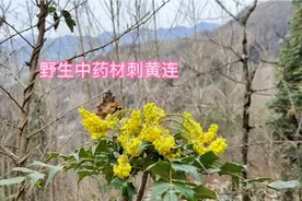 四川土城高山上的野生中药材刺黄连，1月份就开始慢慢的开花了