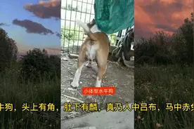 水牛狗，头上有角，肚下有麟，真乃人中吕布，马中赤兔！视频封面