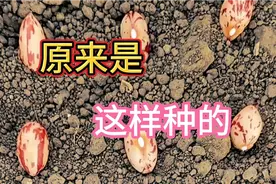 种了这么多年豆角，原来都种错了，这样种植出苗齐出苗快，产量高视频封面