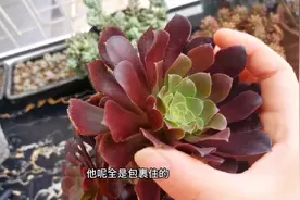 春天是给法师砍头扦插的最好季节！砍下的头和叶子都是宝！一起来视频封面