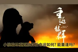 小狼格林重返狼群后命运如何?狼妈和儿子格林再次相见的传奇故事