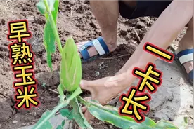 云南昭通盘河镇农村，种的新品种玉米，个个农民都说奇怪了视频封面