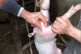 阉猪，传承数千年现在却面临失传的境地，老人说没有年轻人愿意学