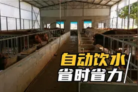 新建牛舍如何解决牛喝水问题？湖南小伙实践分享，省时又省力
