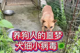 号称第二大小狗杀手的犬细xiao病毒到底有多可怕？视频封面