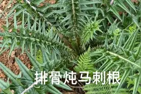 云南家常菜:排骨炖马刺根，腊肉炒花菜
