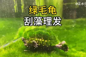 怎么给绿毛龟去除绿藻呢？乌龟龟壳有绿藻是不是对龟的健康有害？