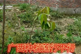 广西种榴莲已经迎来了第一波叶子视频封面