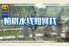 柏树水线如何找，有什么注意事项，今天聊一聊