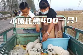 农村狗市小体比熊400一只！