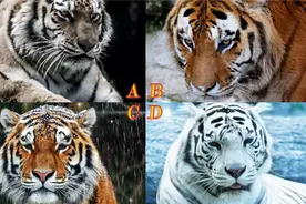 心理测试：你敢与哪一只老虎对视，测出你是厉害角色还是软弱角色