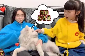 晴宝家狗狗犯错误，直接在沙发上刨坑尿到上面，还和小兔子做朋友视频封面