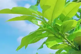 喜欢这种蓝天白云绿意盎然图片