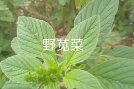 我们都知道野苋菜是猪饲料，岂不知它还有不少药用价值，可以治病视频封面