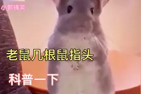 老鼠到底几根鼠指头？？来，一起数一数。