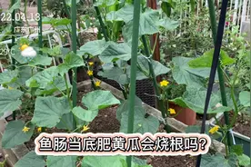 生埋鱼肠当底肥后种上黄瓜，会烧苗吗？会臭会长虫吗？带你看一看