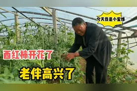 种的西红柿开花了，农村大爷去地里当小蜜蜂，给每朵花挨个授粉视频封面