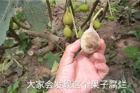 无花果果子腐烂长“白毛”，多半是这这种病！做对4点完全可杜绝视频封面