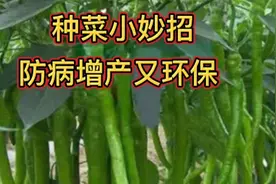 种植辣椒、黄瓜、番茄，用家家有的两种东西，防病增产又环保