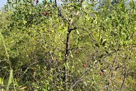 酸枣仁——养血安神，敛汗