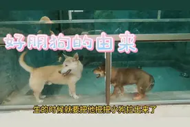 衡阳动物园十几年没来，没想到，为一条狗而来，狗和非洲狮怎么了视频封面