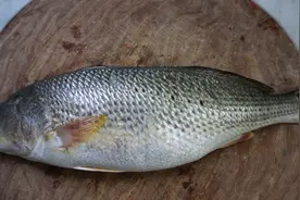 胶东大厨分享“酱焖鲖鱼”的做法，详细易学美味，果断收藏了视频封面