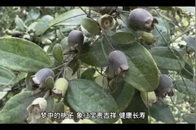 周公解梦之梦见桃子视频封面