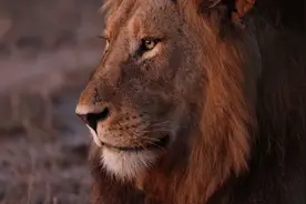 Manyeleti给三头tintswalo雄狮正式取名～