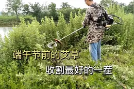 地里的艾草已经成熟，端午节前收割一批，这是一年中最好的一茬