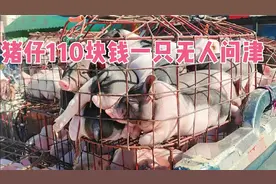 大街上小猪仔110块钱一只无人问津，被迫拉去做烤乳猪，太可惜了!视频封面