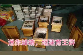 想要新开产王，这样组建交尾蜂群，培育蜂种，让你买箱买到穷去！