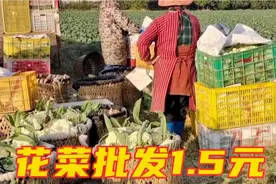 福州长乐蔬菜贵到5元一斤，现在地里的花菜上市，能赚钱吗