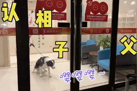 寄养三日，边牧不搭理回来的主人，看来这是真生气了！视频封面