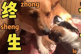 柯基基因真强大，怀孕70天的狗妈竟生了一窝和自己一样的狗宝宝视频封面