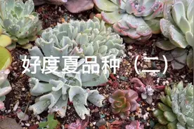 多肉难度夏，哪些品种易度夏？（二）视频封面