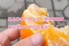 新品种柑橘拳打明日见，脚踢耙耙柑！据说是传说中的阿蜜达