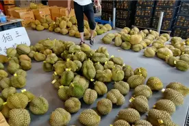 广西南宁，这里的榴莲真便宜，丢在地上随意卖视频封面