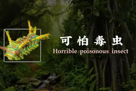 地球上可怕的十种毒虫，见到赶紧跑，否则小命难保！视频封面
