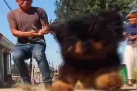 纯种藏獒，体大如驴，吼声如虎，四肢如柱，忠诚主人