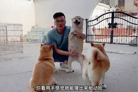 怀孕45天的柴犬，肚子大的隔着肚皮竟然能摸到胎动，猜猜能生几只