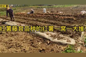 这就是用红薯藤育苗种植的红薯，一窝结一大堆!这些方法实用高产