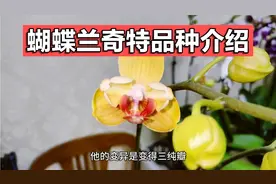 蝴蝶兰奇特品种介绍，有变异的也有经典的。说说你喜欢哪一款？视频封面
