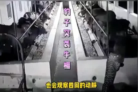 夜晚，牛棚外出现“黑影”原来是豹子，豹子突袭牛棚里的牛！视频封面
