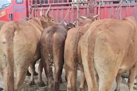 云南山区牛市，大多是农村放养纯土牛，过称成交也要40一公斤贵吗