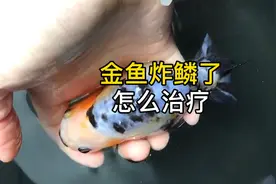 金鱼炸鳞了怎么治疗？炸鳞分几种原因你都知道哪些？其中一种难治