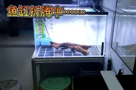 回家就开始折腾鱼缸！养水等三间鼠到家，看看零下30度怎么发鱼…