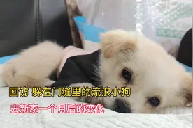 回访从门缝里救助的小白狗，去新家一个月后的变化，有个好主人视频封面