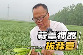 用刀子划开蒜棵拔蒜薹，会不会影响蒜头生长，听老四怎么说的