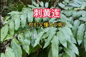 刺黄连，全身是宝