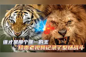 谁才是那个“唯一的王”！珍贵老视频记录整场战斗！视频封面